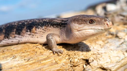 Scink rodu Tiliqua