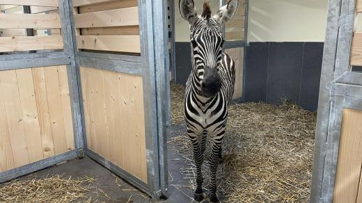 Samice Dory, zebra Böhmova, historicky první zebra v ZOO Chleby