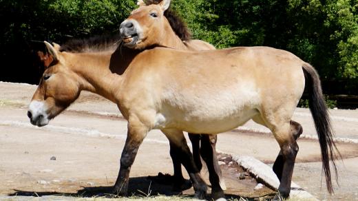 Koně Převalského v pražské zoologické zahradě