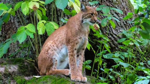 Chynínské buky, ideální domov nejen pro rysa ostrovida