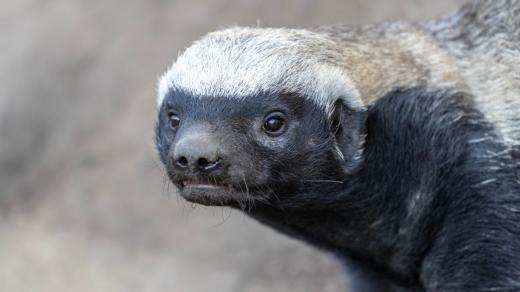 Medojed je drsný chlapík