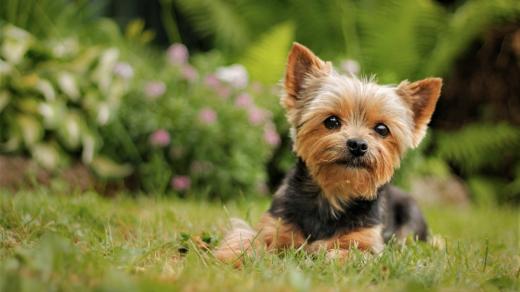 Jorkšírský teriér