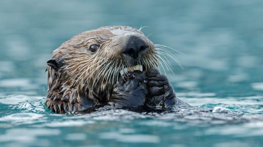 Mořská vydra