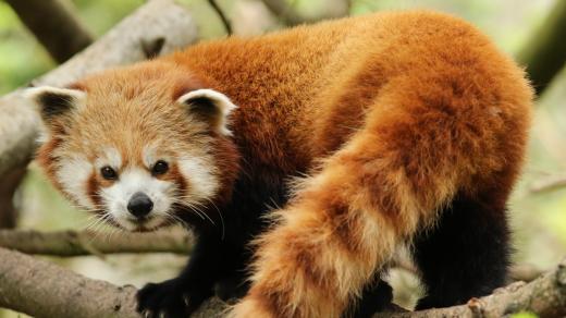 Panda červená