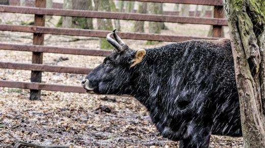 Zubroň, křízenec zubra evropského a skotu