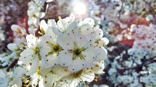 První máj, ilustrační foto