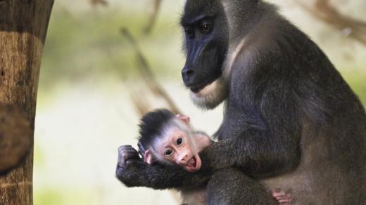 Safari Park Dvůr Králové se jako jediná zoo v České republice a na Slovensku úspěšně věnuje chovu drilů černolících