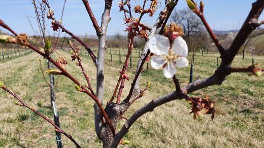 Mrazem poškozené meruňkové sady v Starovicích na jižní Moravě