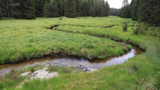 Potok Hučina na Šumavě byl v roce 2013 z hlubokého narovnaného kanálu přesunut do původního koryta