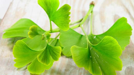 Ginkgo biloba