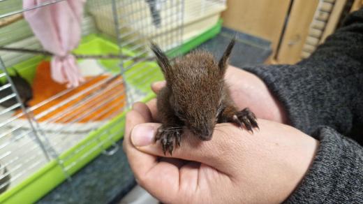 Mladé veverky obvykle záchranné stanice přijímá hned po zajíčcích
