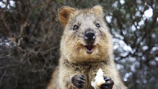 Klokan quokka