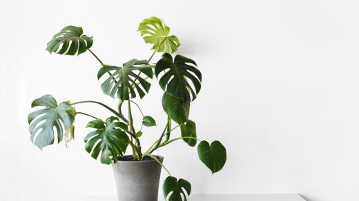 Monstera