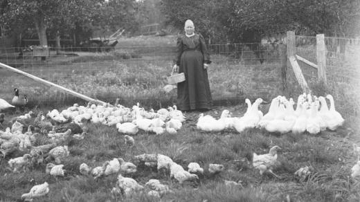 Husy na pastvě (ilustrační snímek, kolem roku 1900)