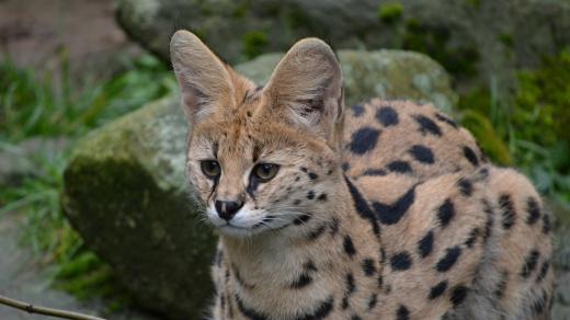 Serval stepní, Zoo Jihlava