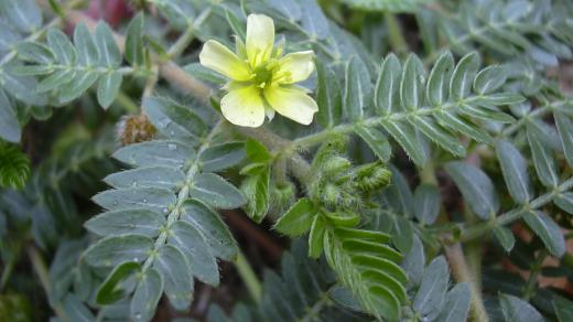 Kotvičník zemní (Tribulus terrestris)