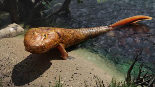 3D model Tiktaalika - devonské nozdraté ryby, která měla ploutve umožňující pohyb na souši