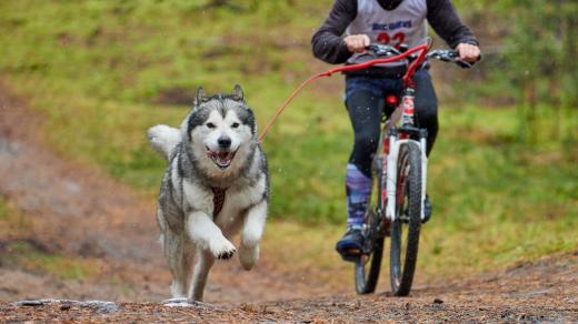 Bikejöring