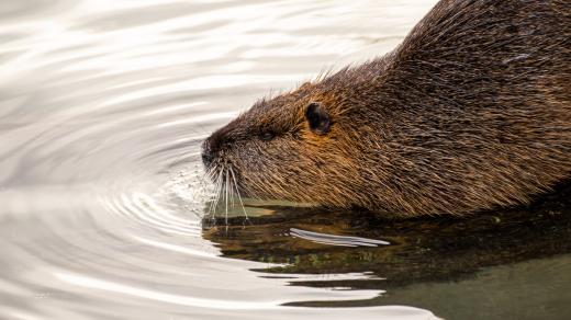 Nutrie patří mezi klasické invazivní druhy, , které původní druhy po celém světě likvidují