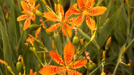 Angínovník čínský (Iris domestica)