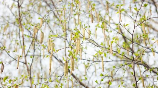 Bříza, květ (ilustrační foto)