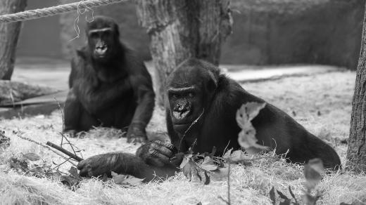 Gorily v pražské zoo