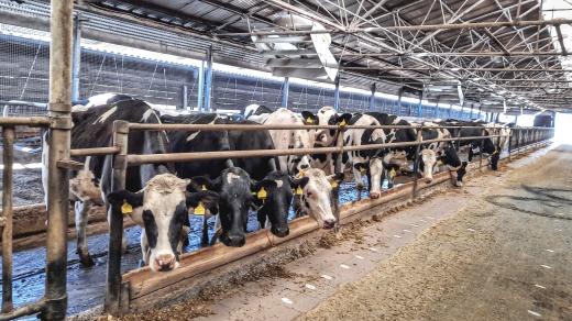 Krávy v zemědělském družstvu v Hodkovicích u Prahy