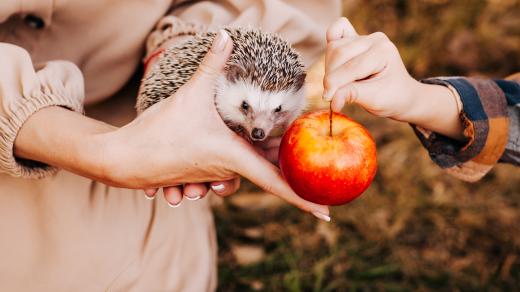 Ježek a jablko