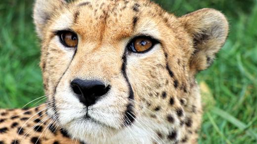 Gepard súdánský