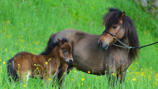 Koníci plemene falabella jsou roztomilí