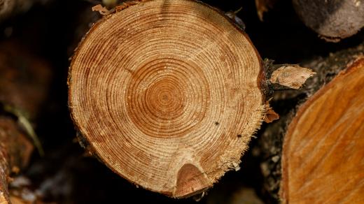 Díky letokruhům se dá poznat nejen stáří stromu, ale třeba i počasí v dávných letech