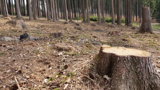 Turistické značky v pokáceném lese, Vysočina