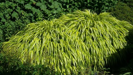 Hakonechloa macra Aureola