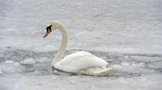 Labuť