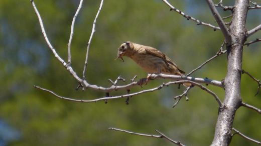 Strnad luční (Emberiza calandra) je středně velký až velký druh pěvce z čeledi strnadovitých (Emberizidae)