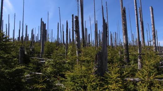 Bezzásahové území NP Šumava