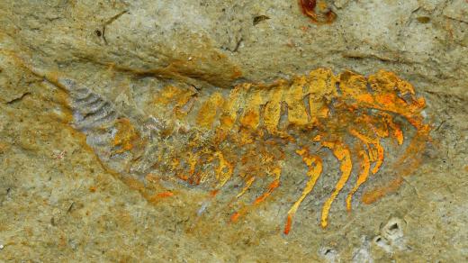 380 milionů let starý trilobit z Fezouaty se zachovanými končetinami