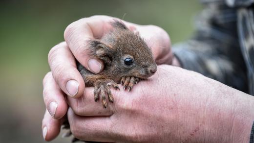 Mládě veverky obecné v záchranné stanici (ilustrační foto)