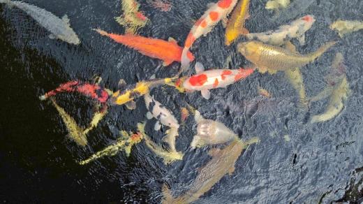 Koi kapři