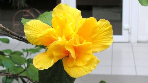 Jen na konci větviček se vyskytují květy a listy u nehnojeného neřezaného ibišku čínského