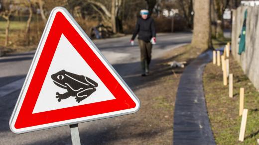 Řidiči pozor! Začíná jarní migrace žab