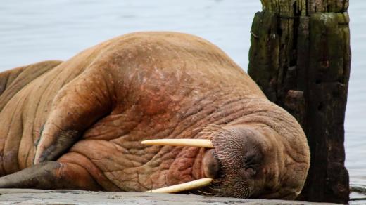 Mrož Thor v přístavu města Scarborough