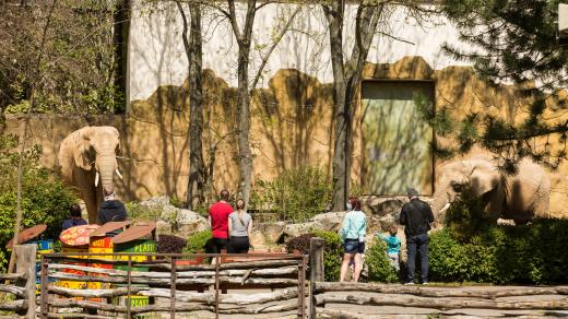 Venkovní výběhy Safari Parku Dvůr Králové se těší na návštěvníky