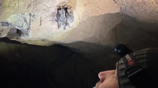 Pracovníci Správy CHKO Broumovsko sčítají v těchto dnech netopýry v jejich zimovištích