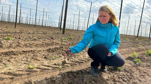Následky řádění divočáků v chmelnicích u Kokor na Přerovsku
