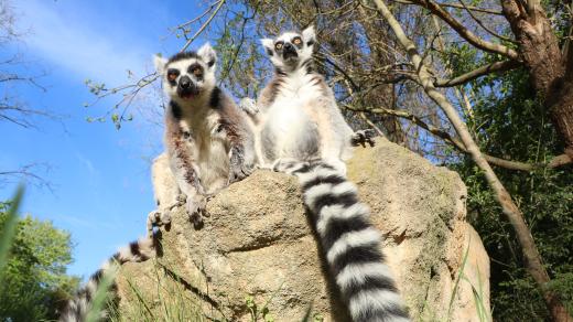 Poloopice z Madagaskaru