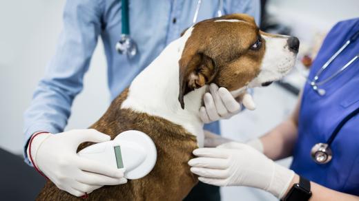 Čipování psů (ilustrační foto)