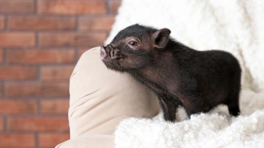 Miniprasátka jsou vhodná i do bytu, vyžadují však pozornost