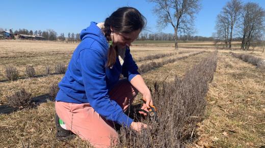 V Otovicích na Náchodsku vzniká ojedinělá levandulová farma
