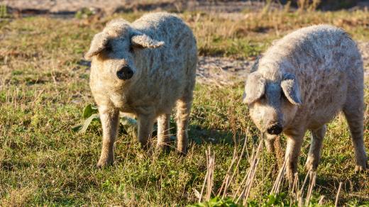 Je na obrázku prasátko, nebo ovečka?